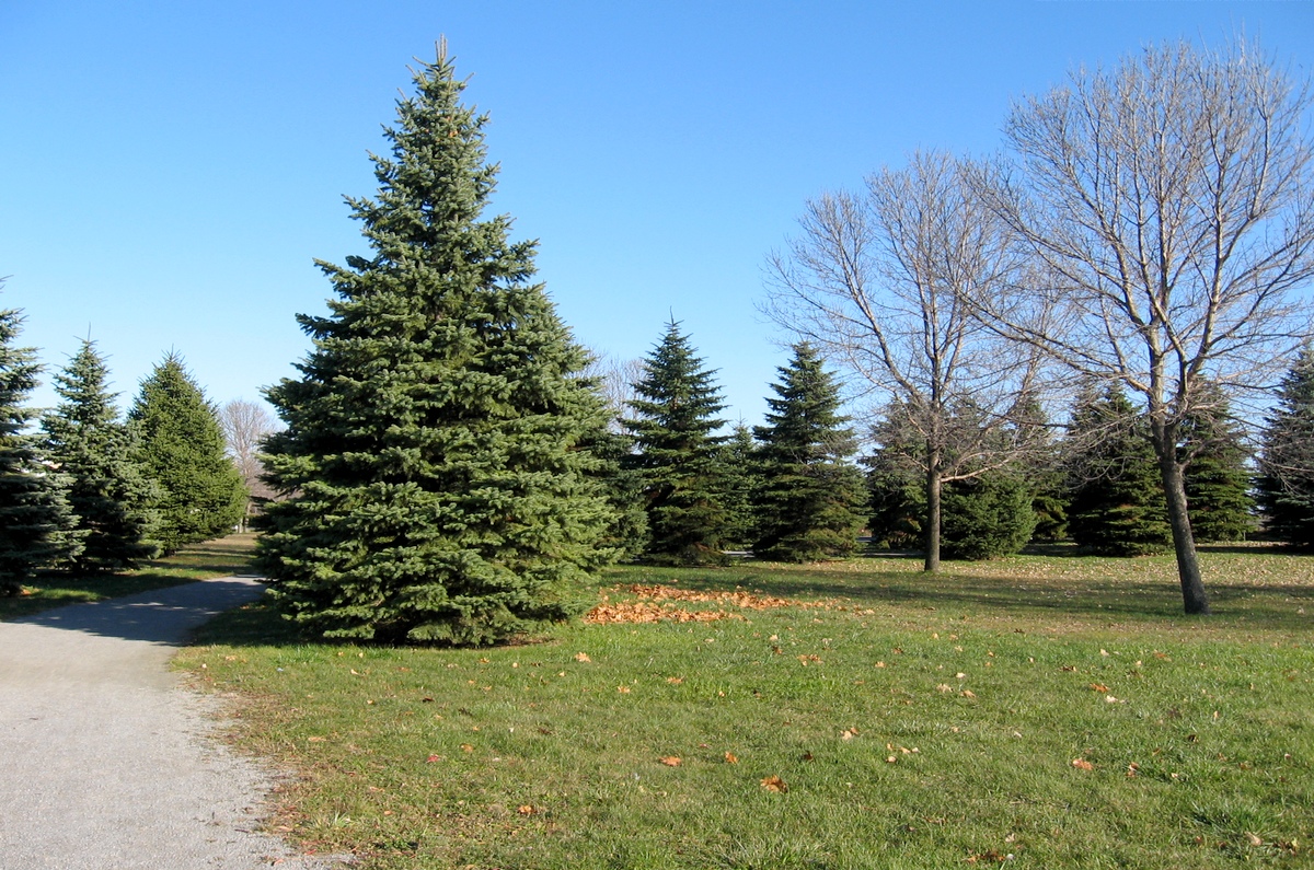 Gisoft Free Photos - Photos de paysages d'été gratuites